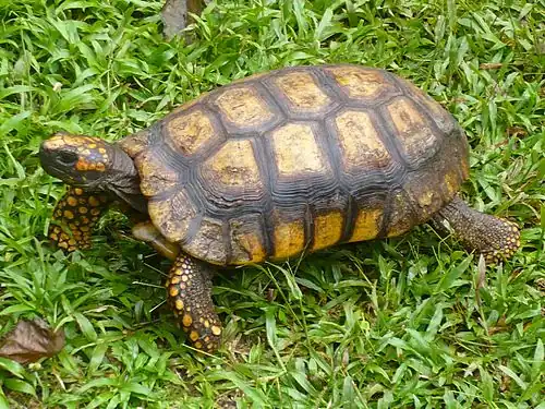 Лесная черепаха