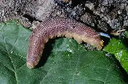 Гусеница перед окукливанием