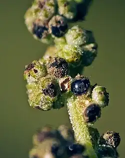 Клубочек мари вонючей (Chenopodium vulvaria L.) в стадии созревания семян