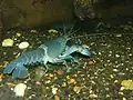 Cherax destructor