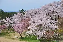 Сакура в Хаппо