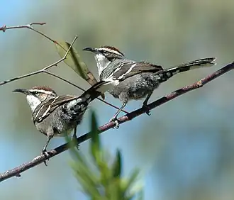 Pomatostomus ruficeps