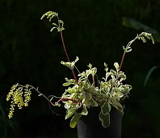 Chiastophyllum oppositifolium