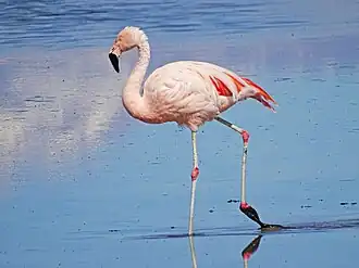 Чилийский фламинго в Чили