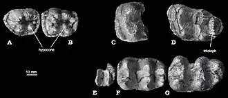 Ископаемые зубы Chilgatherium harrisi
