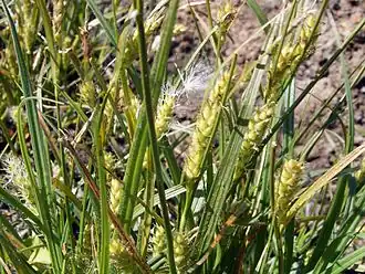 Осока мохнатая