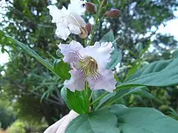 ×Chitalpa tashkentensis 'White Cloud'
