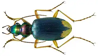 Chlaenius apicalis