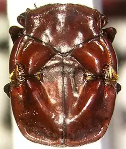 Жук Chlamydopsis matthewsi