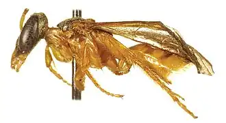 Chlerogella elongaticeps