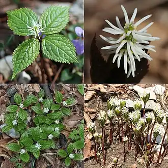 Chloranthus japonicus