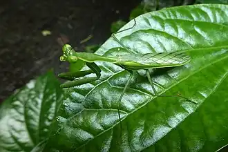 Chlorocalis maternaschulzei