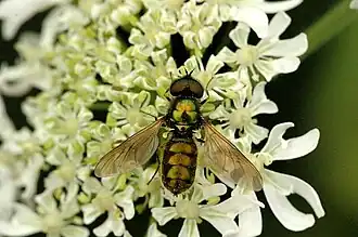 Самец Chloromyia formosa