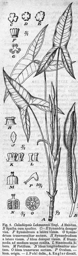 Chlorospatha lehmannii, Ботаническая иллюстрация А. Энглера в книге Das «Pflanzenreich», том 70—71, 1920 г.