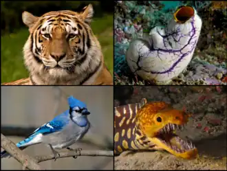 Сверху: амурский тигр (четвероногие),Polycarpa aurata (оболочники);Снизу: голубая сойка (четвероногие), Enchelycore anatina (лучепёрые рыбы).