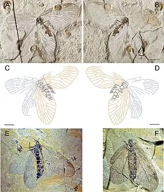 Choristopsyche asticta