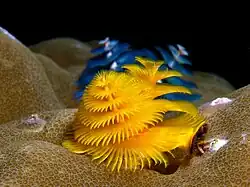 Рождественские древесные черви (Christmas tree worms) (Spirobranchus giganteus)