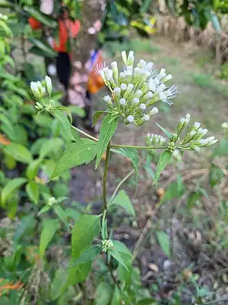 Хромолена душистая (Chromolaena odorata)