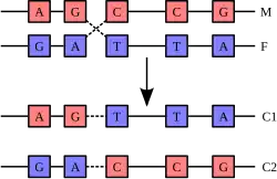 Кроссинговер19 февраля 2019