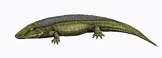 Реконструкция Chroniosuchus paradoxus