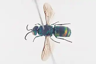 Chrysis equestris