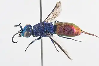 Chrysis terminata