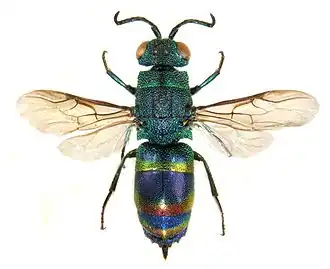 Chrysis zetterstedti