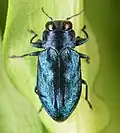 Chrysobothris harrisi