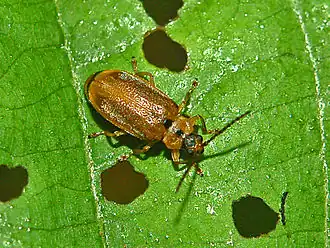 Листоед ивовый жёлтый