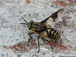 Пестряк болотный (Chrysops divaricatus)