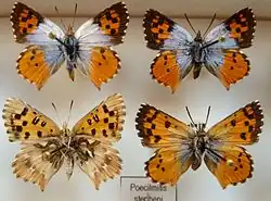 Chrysoritis stepheni