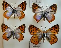 Chrysoritis henningi