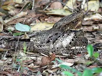 Каролинский козодой (Caprimulgus carolinensis)
