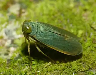 Cicadellid Wynaad