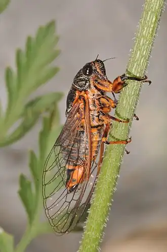Cicadetta