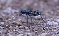 Скакун японский (Cicindela japonica)
