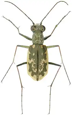 Cicindela marginata