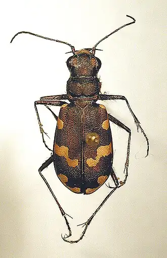 Cicindela maritima1
