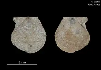 Две створки раковины