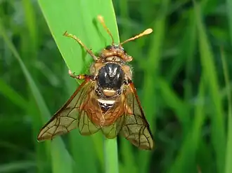 Осиновый жёлтый пилильщик