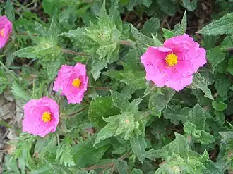 Ладанник курчавый, типовой вид, цветущее растение, Испания.