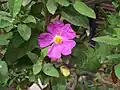 Ладанник окопниколистный (Cistus symphythifolius)