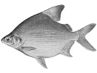 Citharinus latus