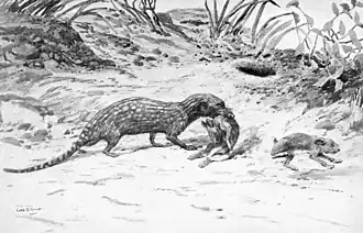 Реконструкция: Cladosictis patagonica и Pachyrukhos moyani