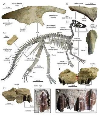 Частичный скелет Claosaurus agilis (голотип YPM 1190)