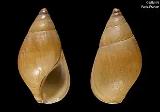 Раковина Clea hidalgoi