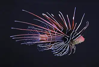 Pterois radiata