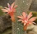 Цветки, появившиеся из ареол Cleistocactus winteri