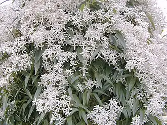 Общий вид цветущего растения