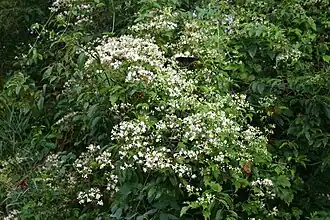 Общий вид цветущего растения